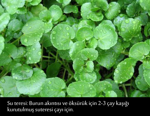 GRİP VE NEZLEYE KARŞI BİRE BİR TARİFLER 1