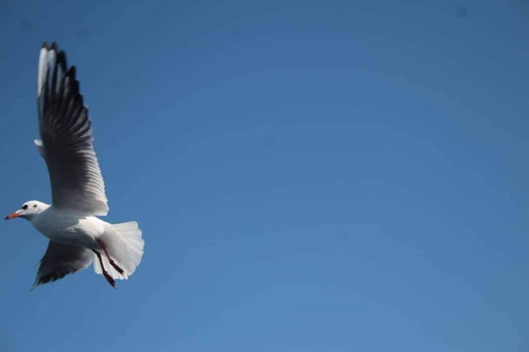 Cezmi Koç'un deklanşöründen muhteşem İstanbul kareleri. 17