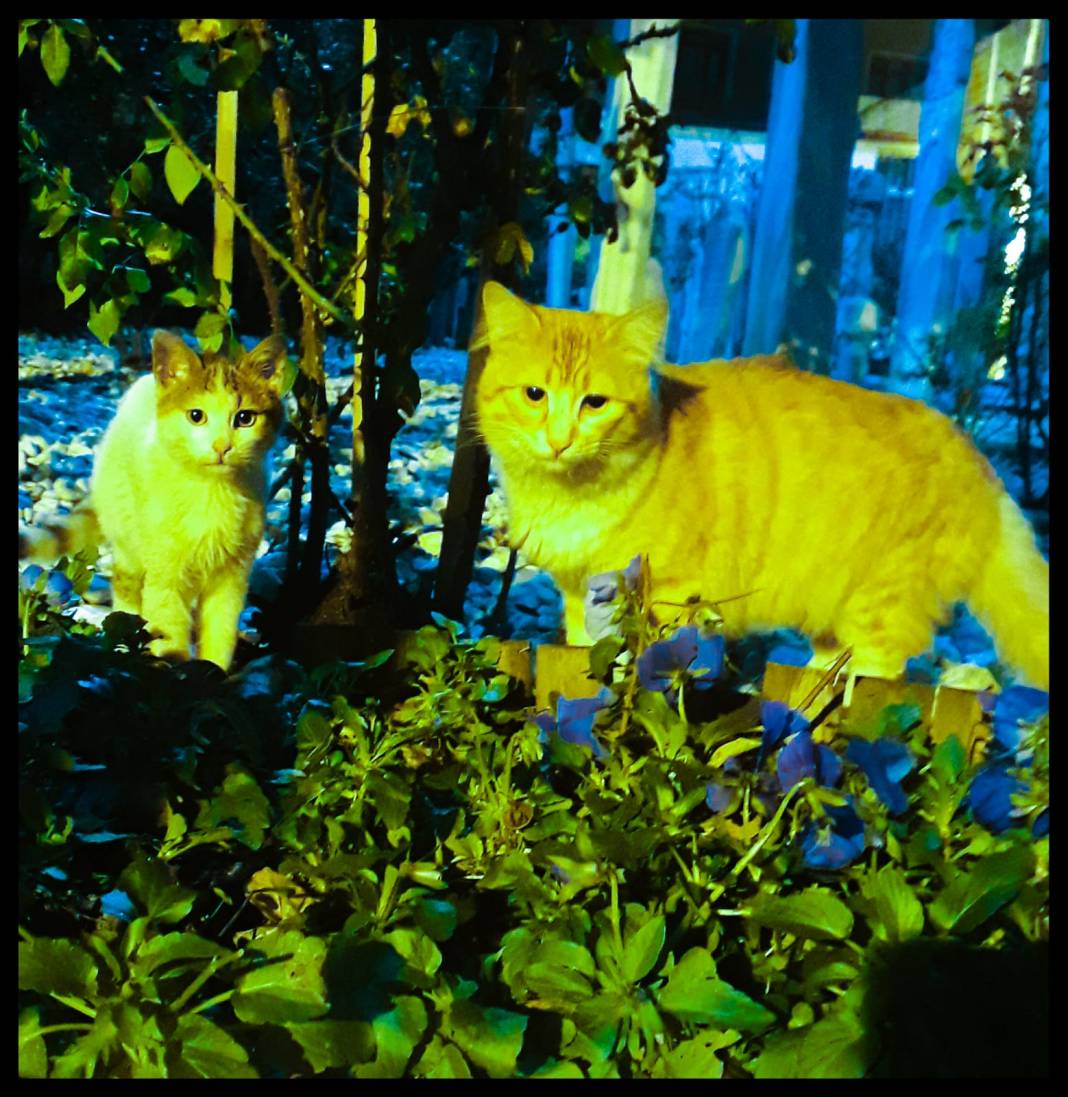 Cezmi Koç'un deklanşöründen muhteşem İstanbul kareleri. 6