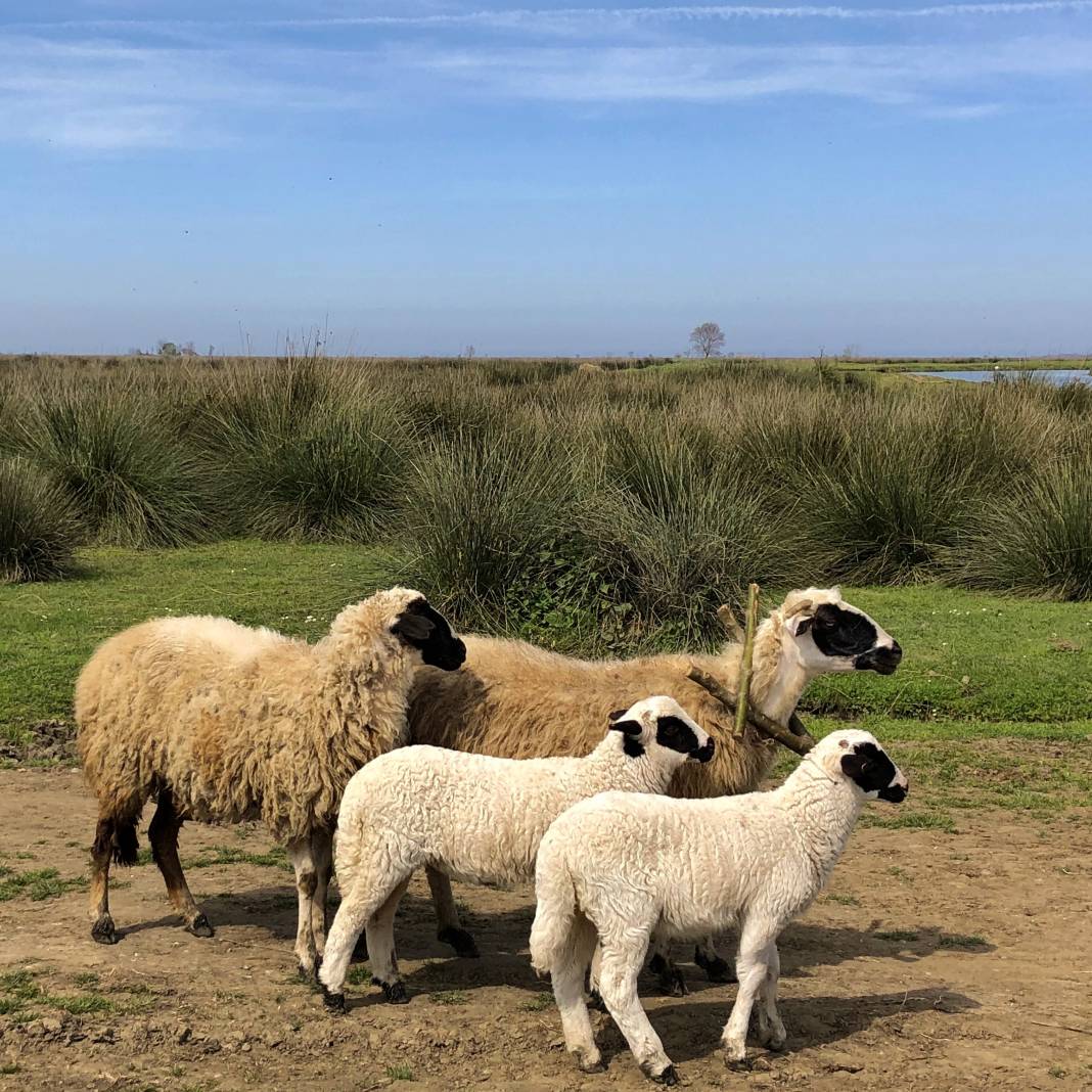 Samsun Fotoğrafları 1, Yazarımız Ünal Sade sizler için bir “Samsun” fotoğraf serisi hazırladı. Devamı gelecek. 7