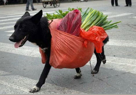 Bu Fotoğraflar Çok Komik ! 1