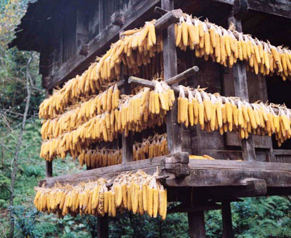 Biz Rize'yi Size Getirdik 14