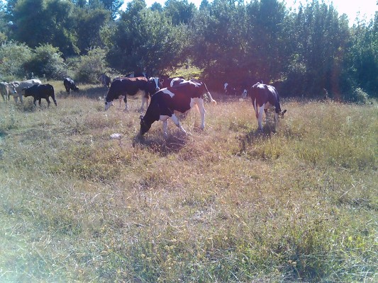O MUHTEŞEM SAFRANBOLU 51