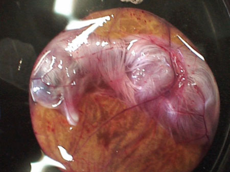 Yumurtaya can veren Allah'ım 13