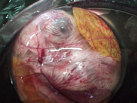 Yumurtaya can veren Allah'ım 14