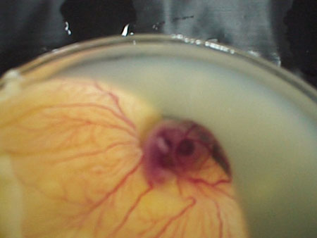 Yumurtaya can veren Allah'ım 5