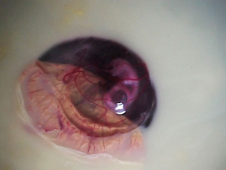 Yumurtaya can veren Allah'ım 7