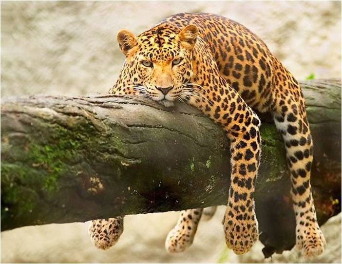 MUHTESEM FOTOGRAFLAR BAKMAYAN YAZIK EDER‏ 11