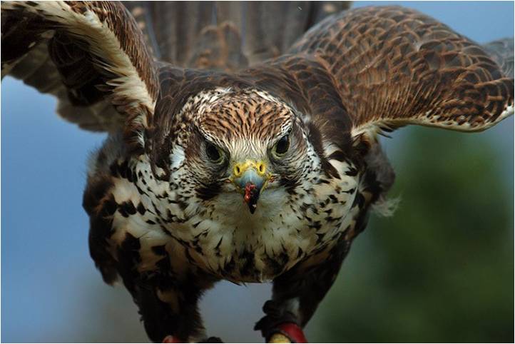 MUHTESEM FOTOGRAFLAR BAKMAYAN YAZIK EDER‏ 2