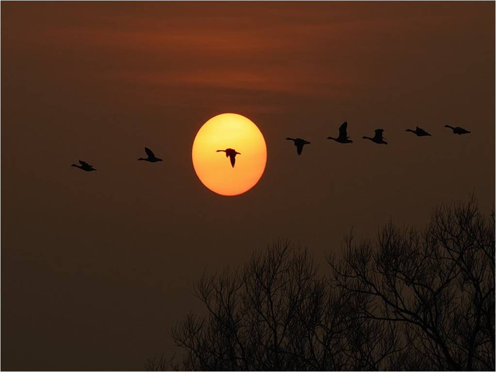 MUHTESEM FOTOGRAFLAR BAKMAYAN YAZIK EDER‏ 21
