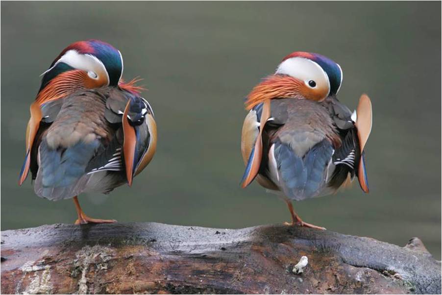 MUHTESEM FOTOGRAFLAR BAKMAYAN YAZIK EDER‏ 33