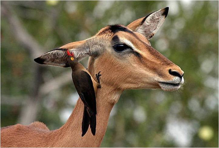MUHTESEM FOTOGRAFLAR BAKMAYAN YAZIK EDER‏ 35