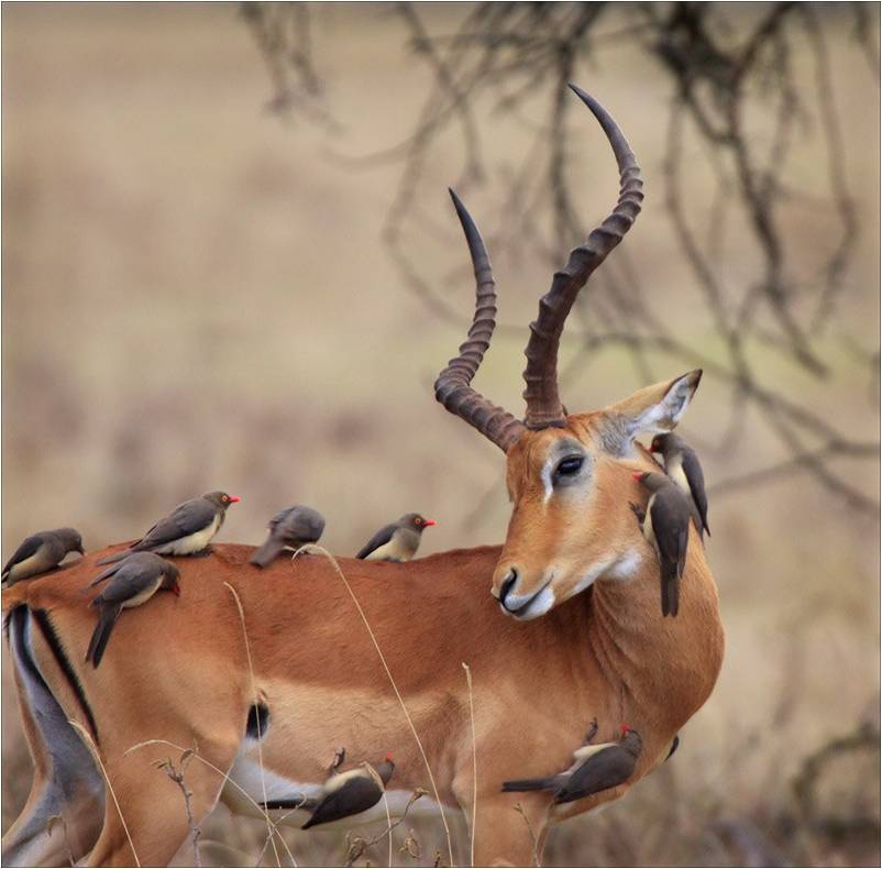 MUHTESEM FOTOGRAFLAR BAKMAYAN YAZIK EDER‏ 36
