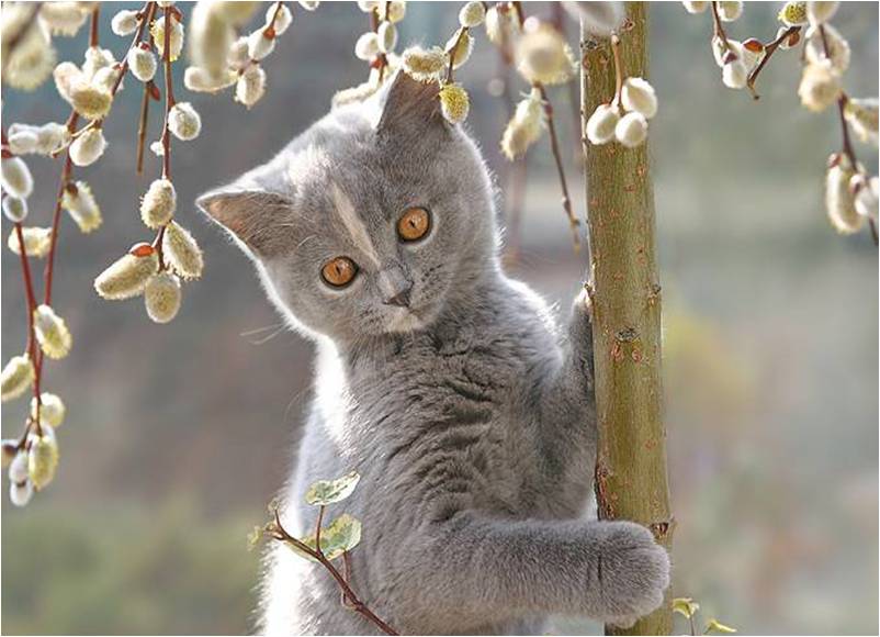 MUHTESEM FOTOGRAFLAR BAKMAYAN YAZIK EDER‏ 39