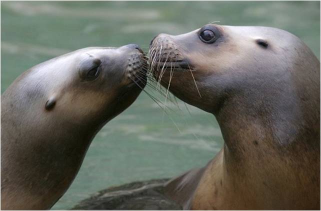 MUHTESEM FOTOGRAFLAR BAKMAYAN YAZIK EDER‏ 43