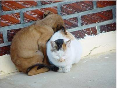 MUHTESEM FOTOGRAFLAR BAKMAYAN YAZIK EDER‏ 47