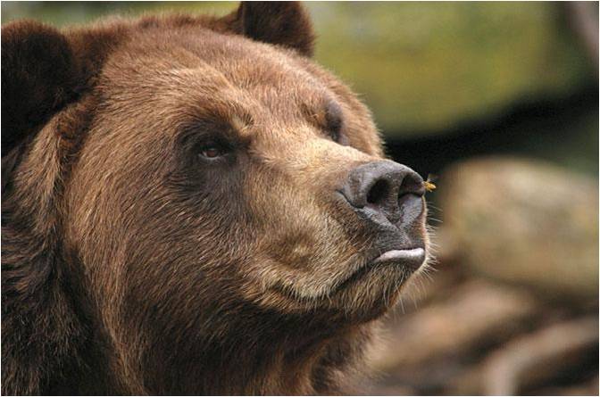 MUHTESEM FOTOGRAFLAR BAKMAYAN YAZIK EDER‏ 7