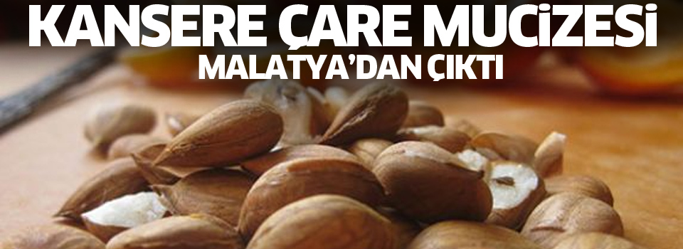 Kansere çare mucizesi: Acı kayısı çekirdeği