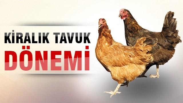 Kiralık tavuk dönemi!