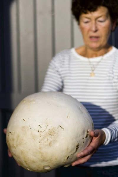 Dünyanın En Büyük Mantarı Bulundu