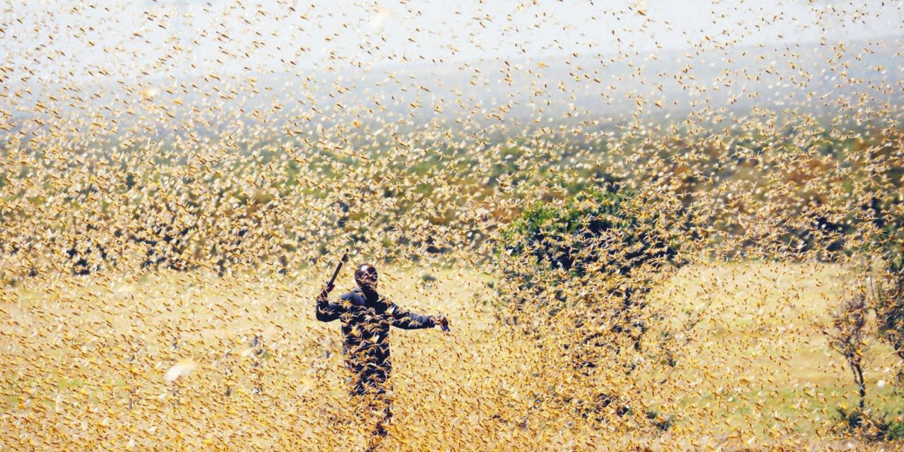 Çin’de çekirge sürüsü 10 bin hektardan fazla alanı istila etti