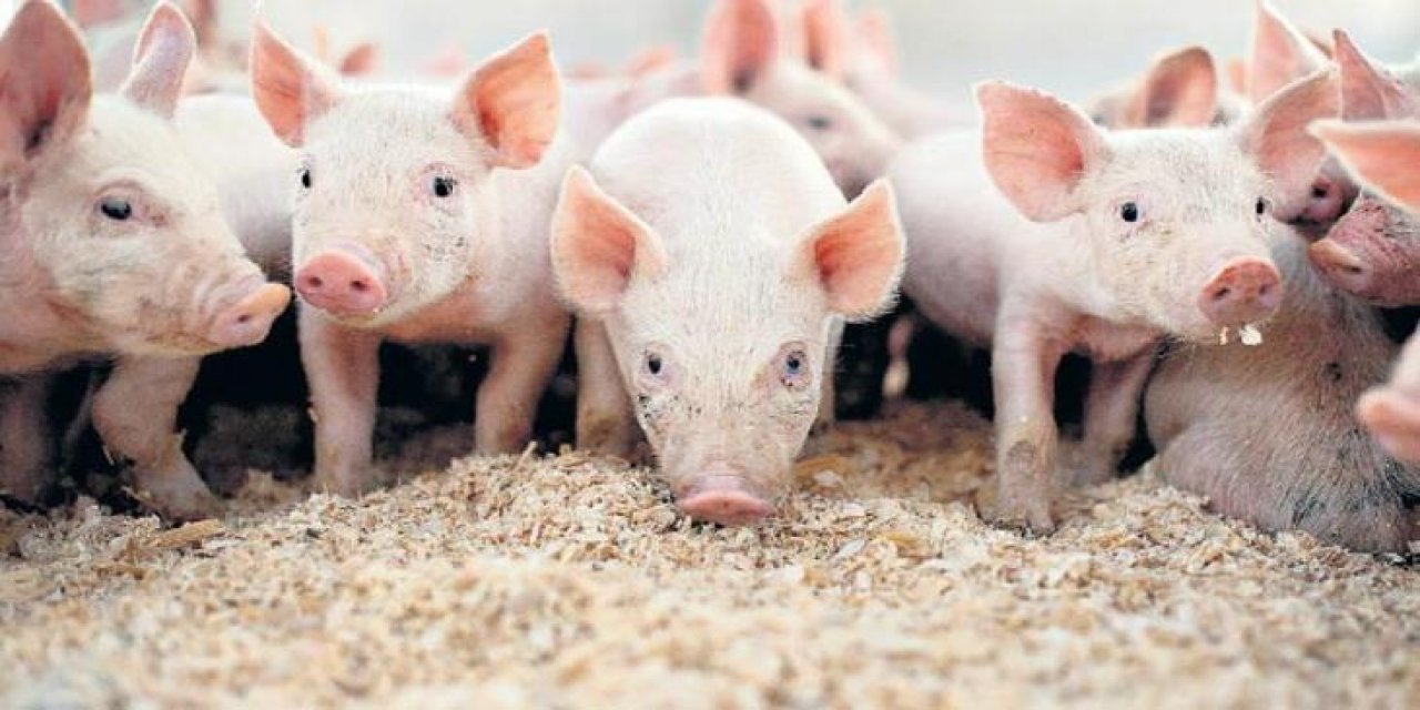 ABD'de tutuklu Müslüman göçmenlere Kovid-19 salgını döneminde domuz eti zorlaması