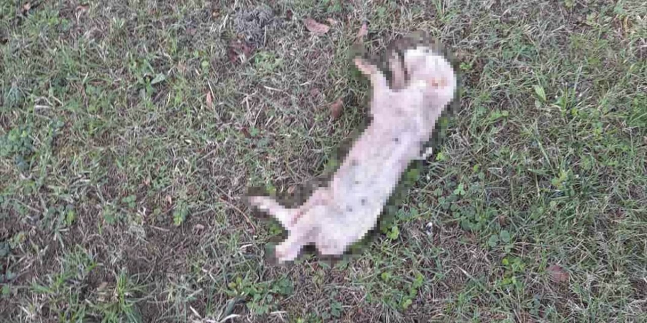 Bosna Hersek'teki bir cami avlusuna domuz leşi bırakıldı