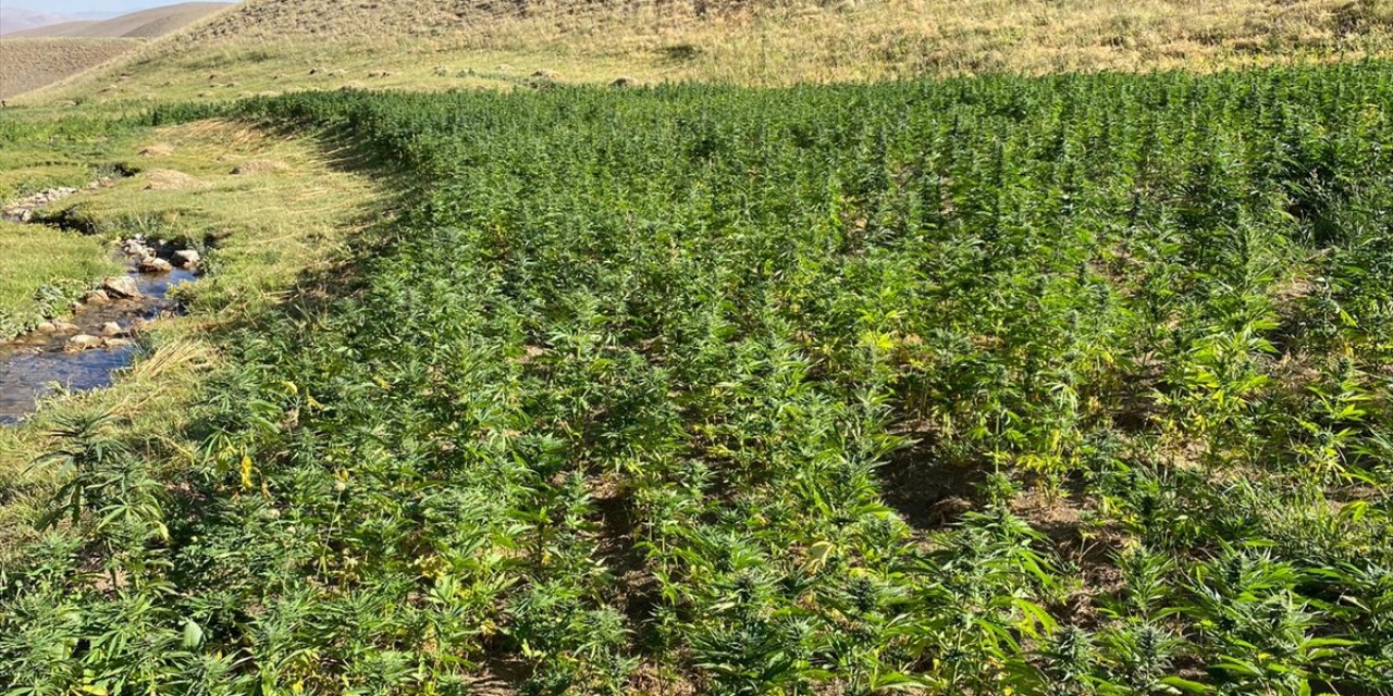 Van'da 1 milyon 560 bin 57 kök Hint keneviri ele geçirildi