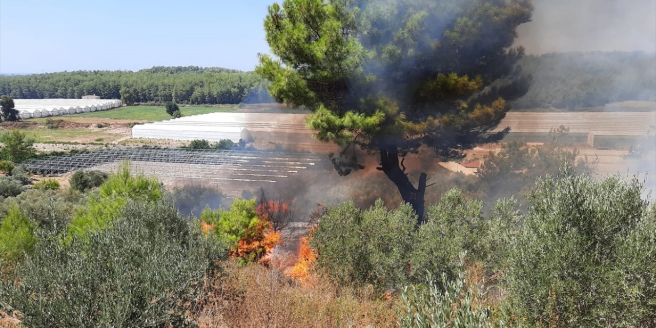 Antalya’da tarım arazisinde çıkan yangında zeytin ağaçları zarar gördü