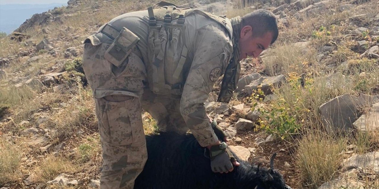 Mehmetçik dağda susuz kalan oğlağa miğferinden su içirdi