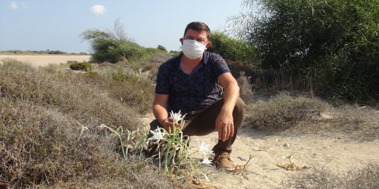 Mersin'de kum zambaklarını koparmanın cezası 73 bin lira