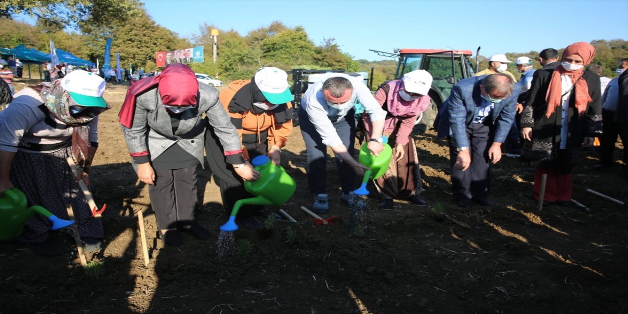Kocaeli'de 2 milyon biberiye fidesi toprakla buluşturuldu