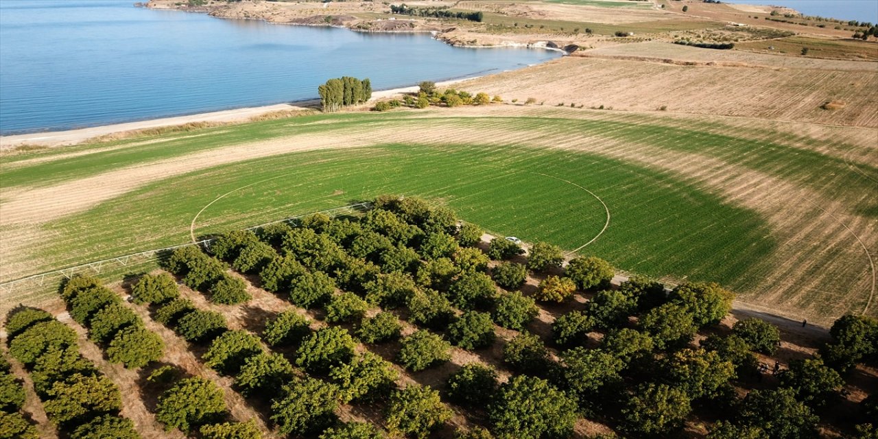 Bitlis'te "Kazankaya" ve "Adilcevaz13" cevizinin hasadına başlandı