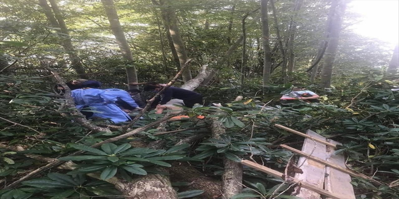 Rize'de üzerine ağaç devrilen kişi yaralandı
