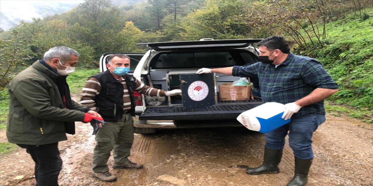 Köpeklerden kaçarken dereye düşen karacayı DSİ ekipleri kurtardı