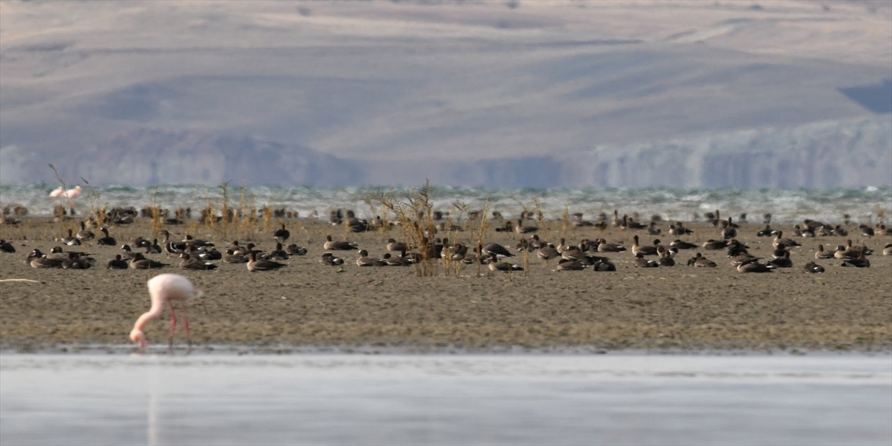 Kuş cenneti Erçek Gölü yaban kazlarıyla şenlendi