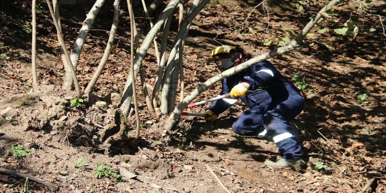 Fındıkta verim artışı sağlayan FINVER projesi ilgi görüyor