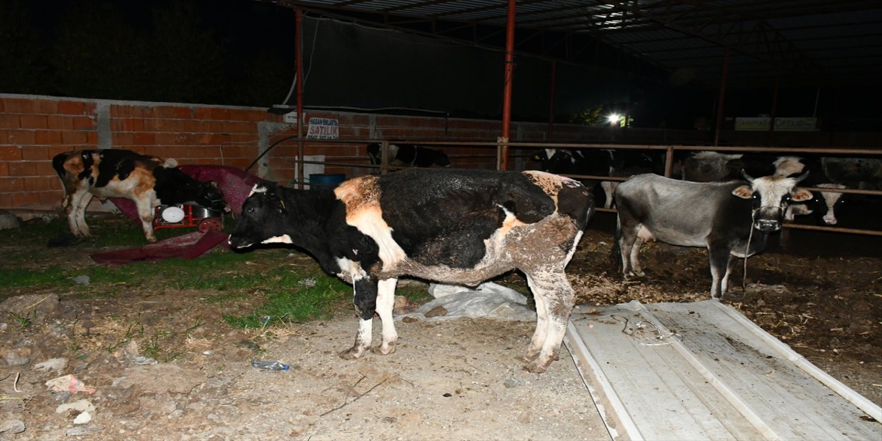 Manisa'da besi çiftliğinde çıkan yangında bir kişi yaralandı