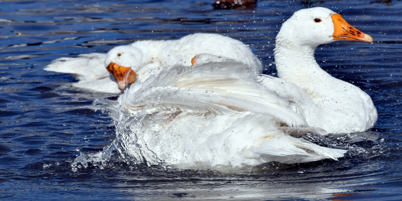 Kış sofralarını süsleyen kazların kesimi başladı