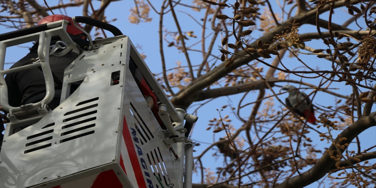 Bolu'da kafesinden kaçan papağanın yakalanması için çalışma başlatıldı