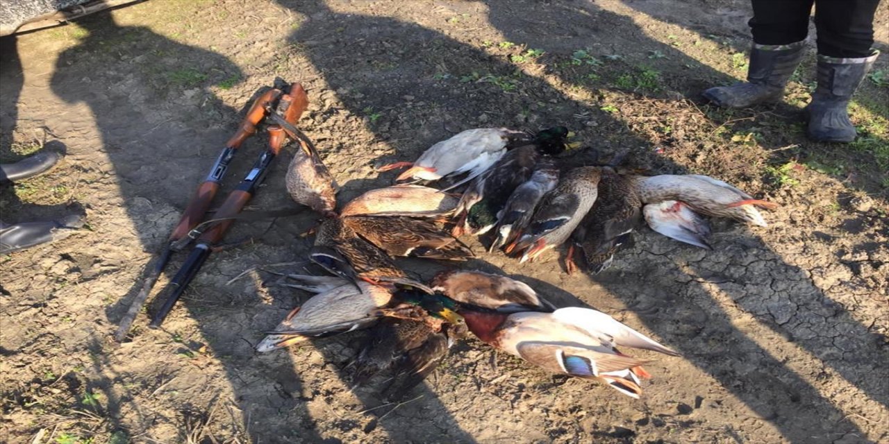 Kızılırmak Deltası'nda kaçak olarak 25 ördek avlayan kişi yakalandı