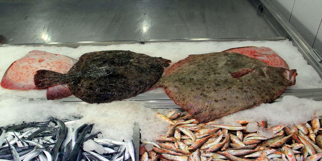 Sinop'ta ağlara takılmaya başlayan kalkan balığı kilosu 200 liraya kadar satılıyor