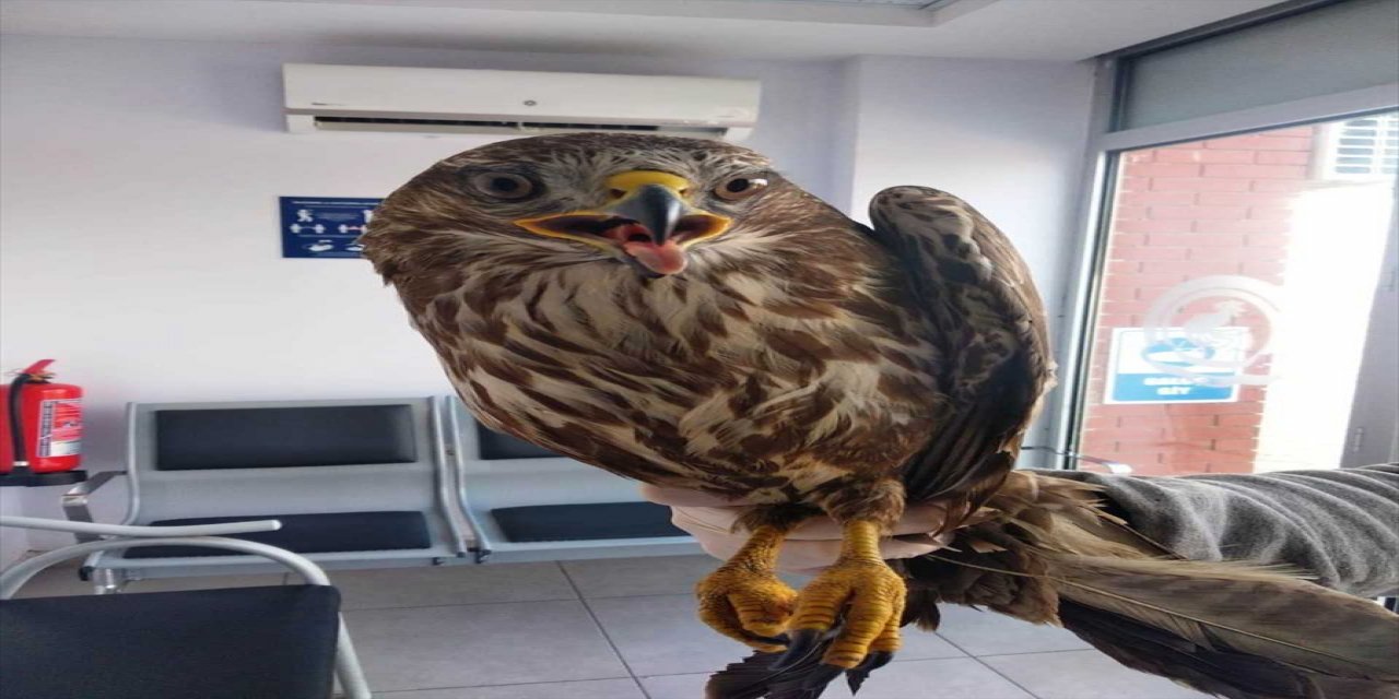 Denizli'de yaralı şahin tedavisinin ardından doğaya bırakıldı