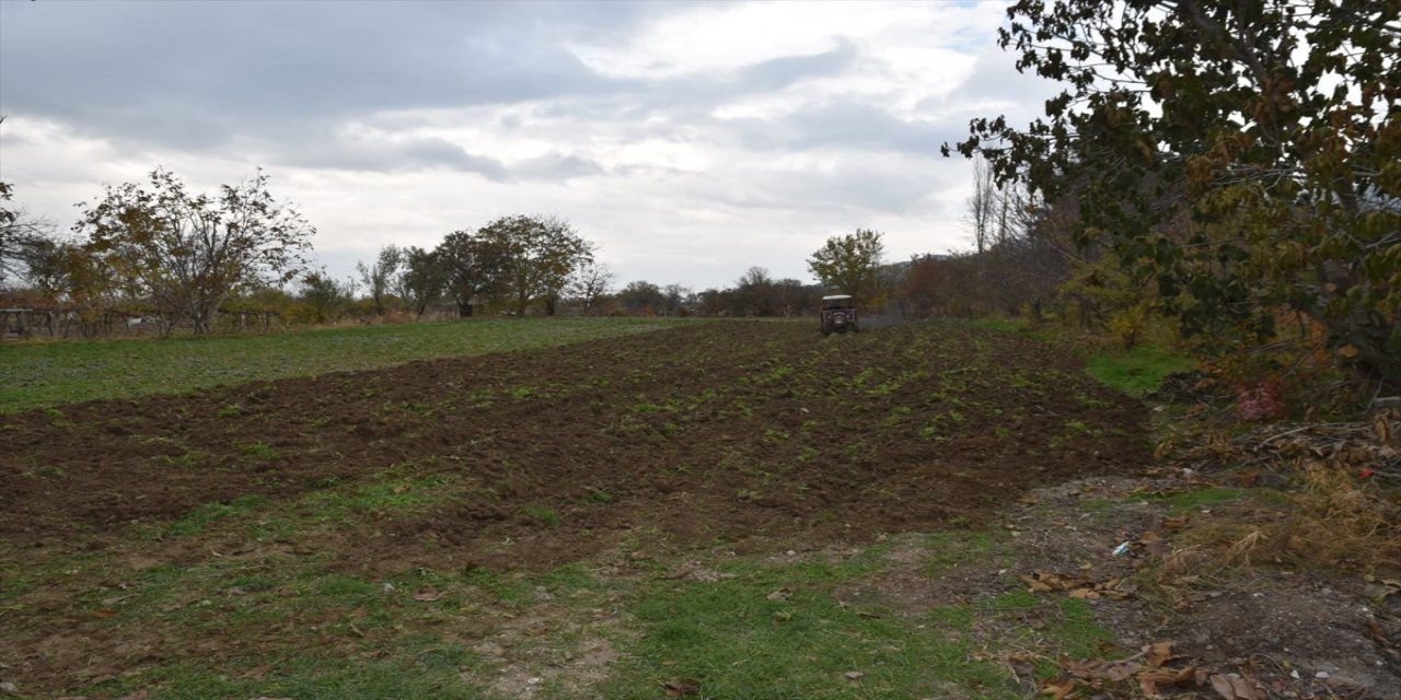 Burdur'da izinsiz ekilen 100 bin kök haşhaş imha edildi