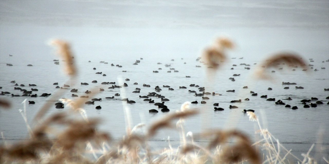 Sivas'ta sis ve soğuk hava etkili oldu