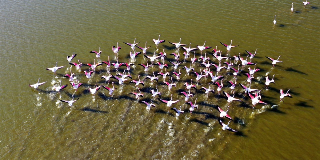Tuzla Sulak Alanı'nda göçmen kuş akını yaşanıyor