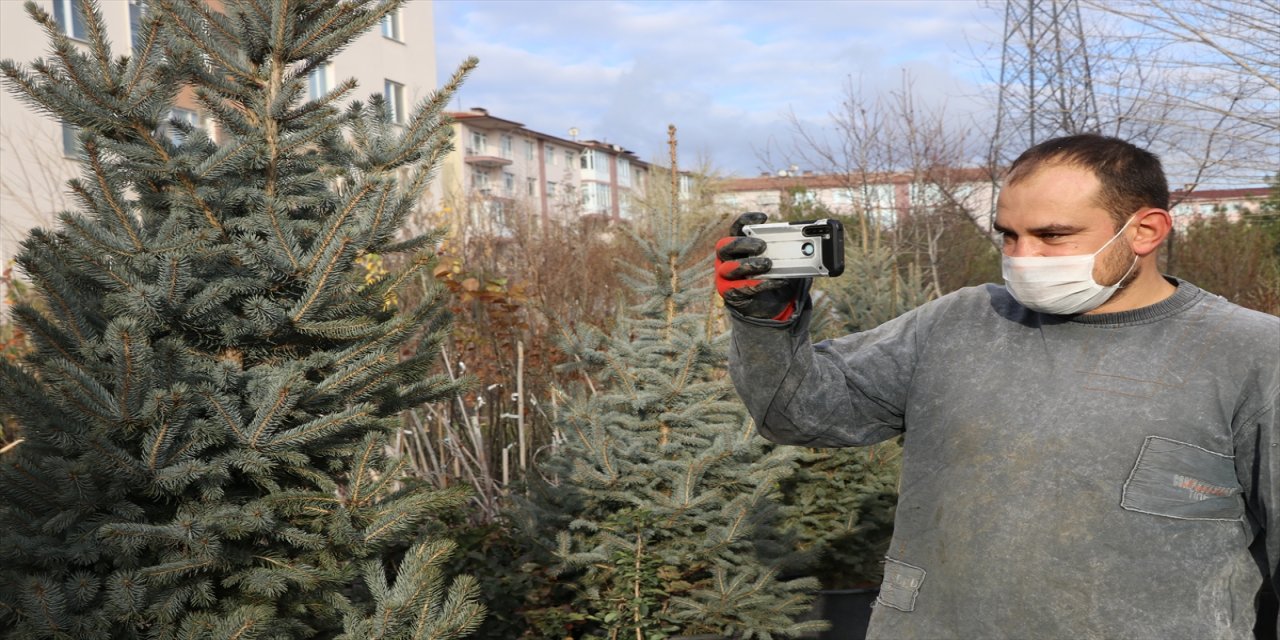 Edirne'de peyzaj teknikeri salgın nedeniyle "yılbaşı çamı"nı internetten satıyor