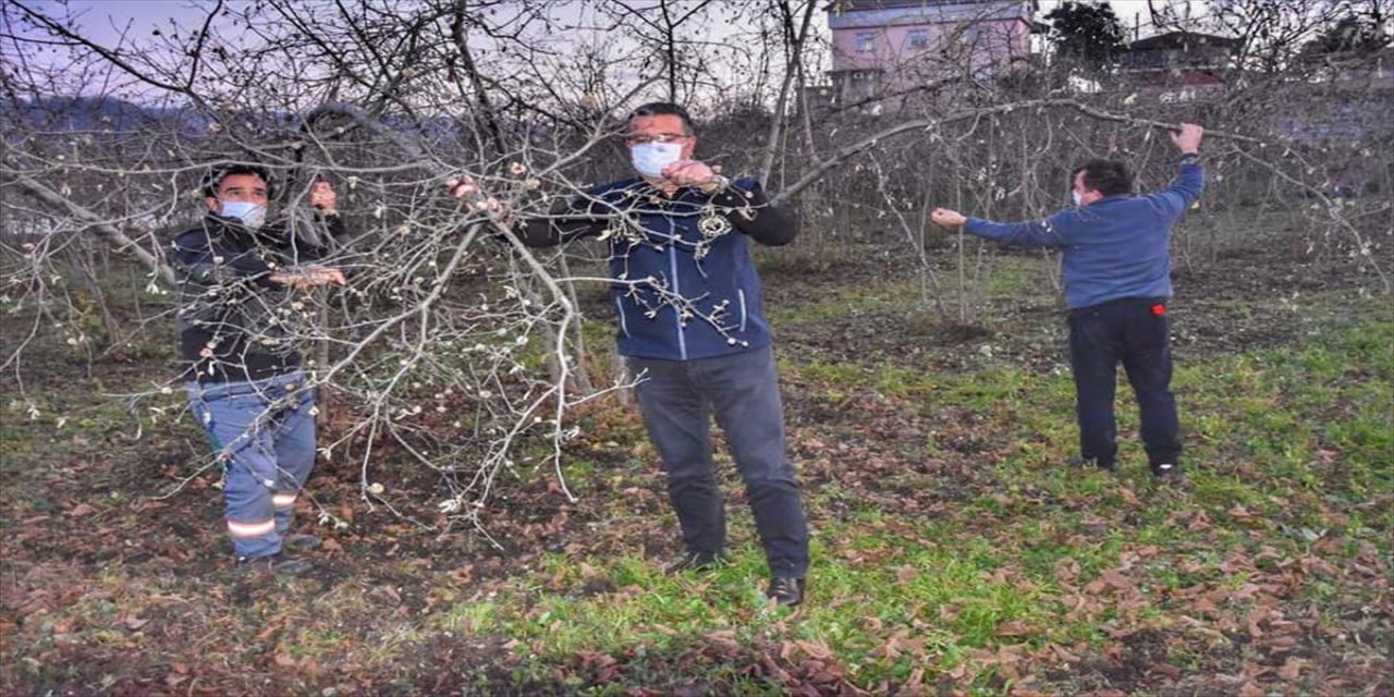 Ordu Tarım ve Orman Müdürü Yılmaz'dan fındıkta "kozalak akarı" zararlısıyla mücadele uyarısı
