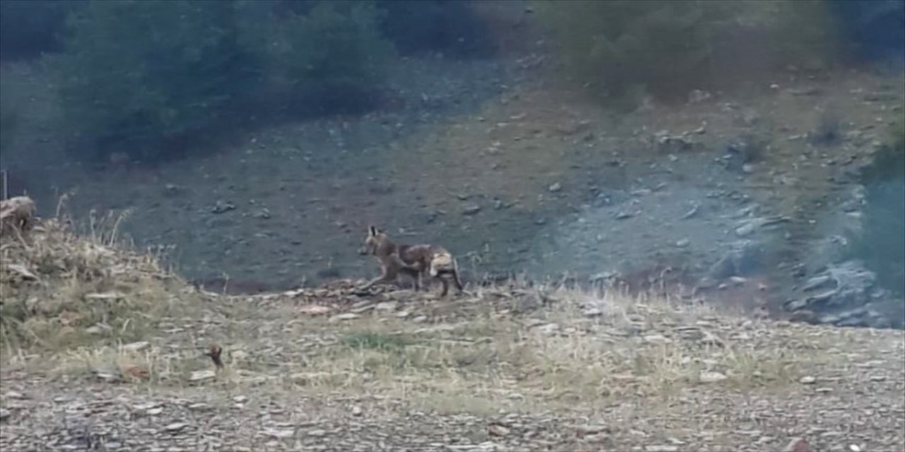 Kahramanmaraş'ta aç kalan tilki, mahallede yiyecek aradı