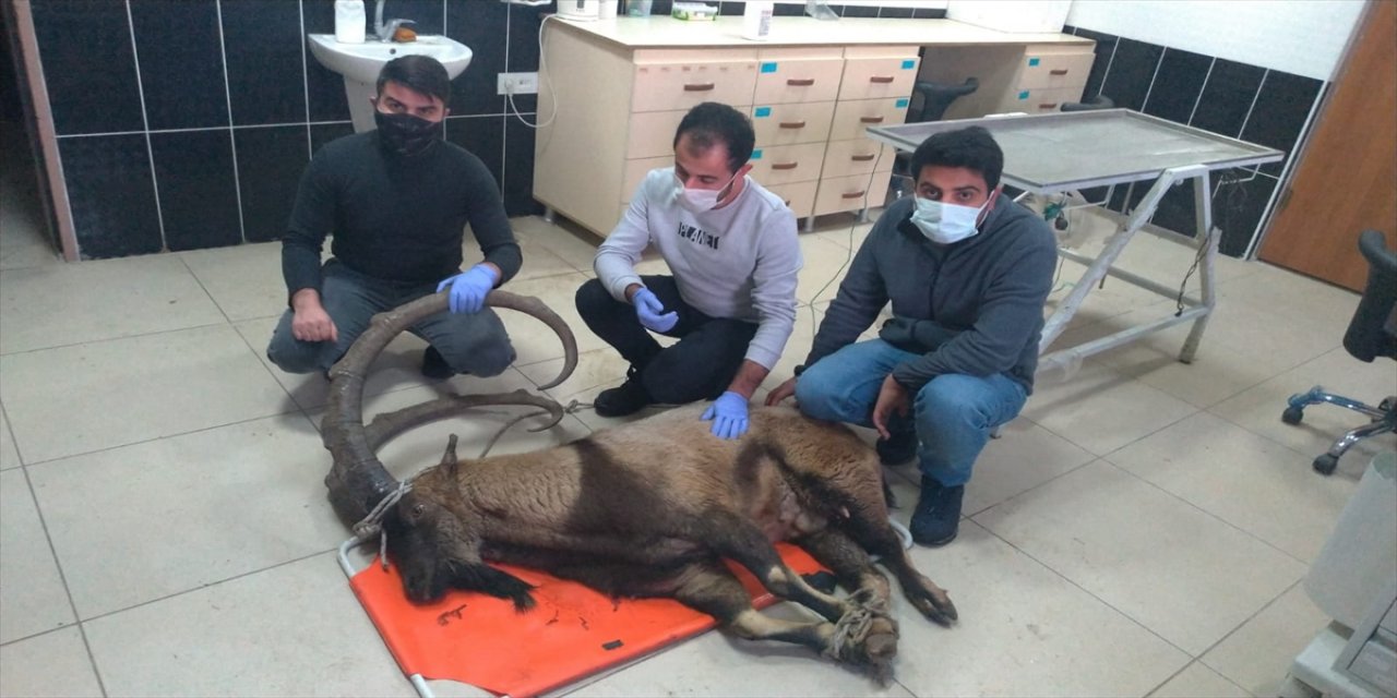 Bingöl'de ayağı kırık halde bulunan yaban keçisi, Erzurum'da tedaviye alındı